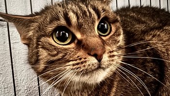 Zbiórka Lea - oddana do uśpienia - miniaturka zdjęcia