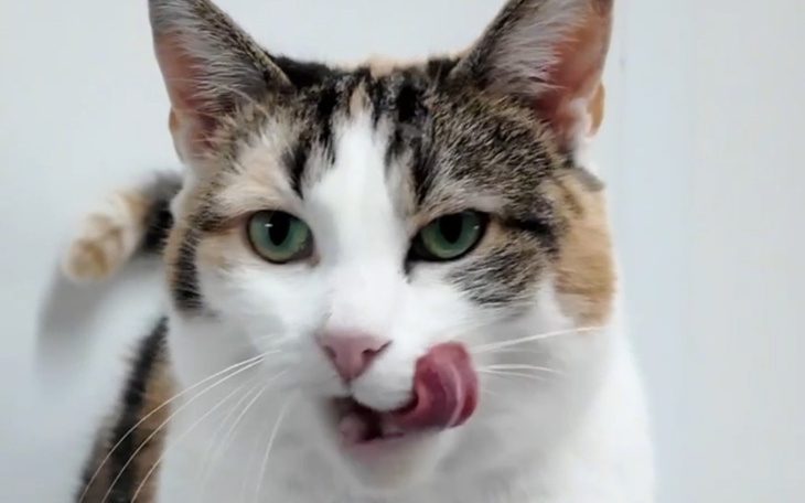 Kot z trójkolorowym futrem, oblizujący się w zabawny sposób.