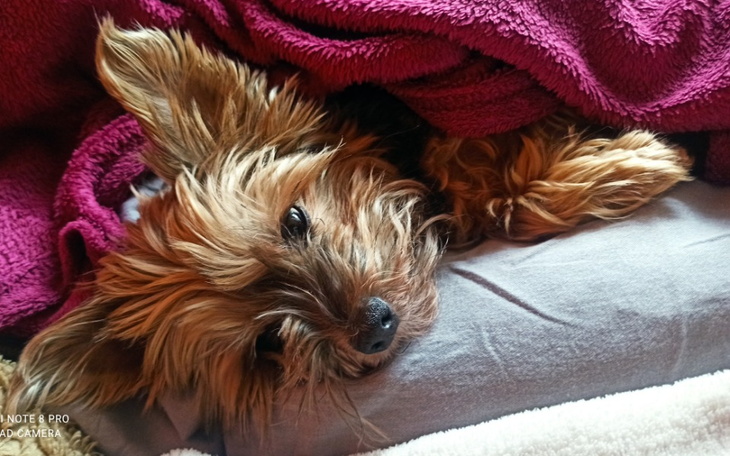 Zbiórka Piksel walczy o życie - zdjęcie główne