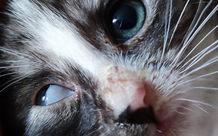 Zbiórka Na ratunek kocim sierotom - zdjęcie główne