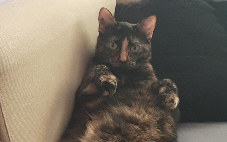 Zbiórka koteczka z zapaleniem wątroby - zdjęcie główne