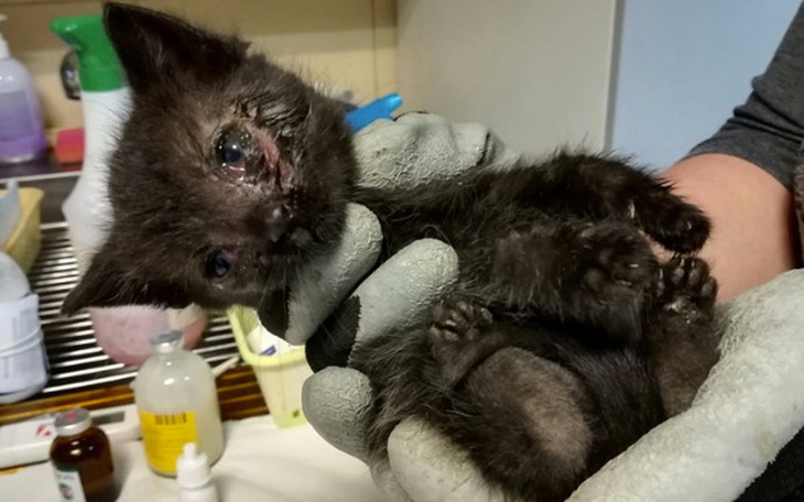 Zbiórka Koci żłobek - zdjęcie główne