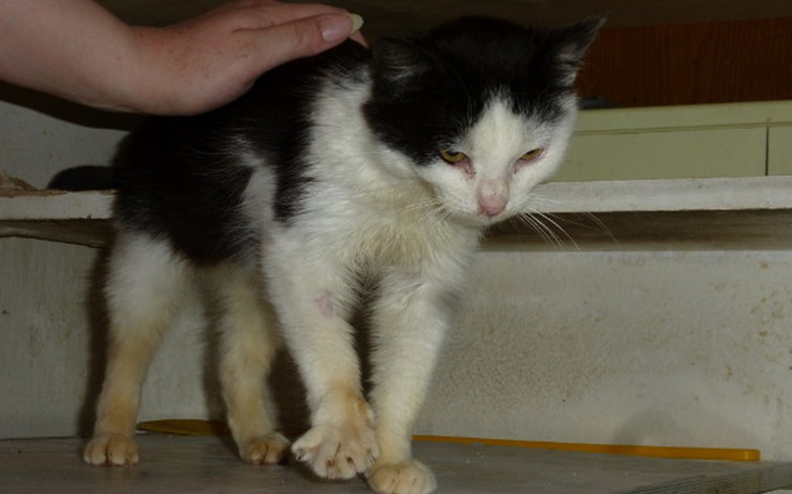 Zbiórka Z interwencji - błagają o pomoc - zdjęcie główne