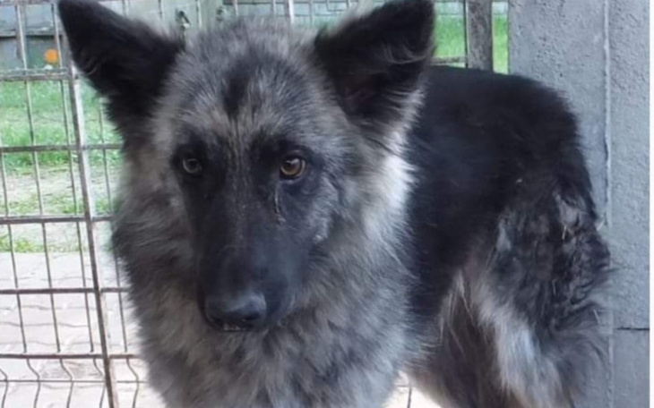 Pies o szarym futrze w klatce.