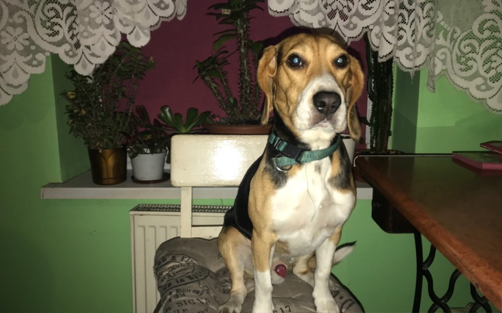 Zbiórka PomagajRambo - zdjęcie główne