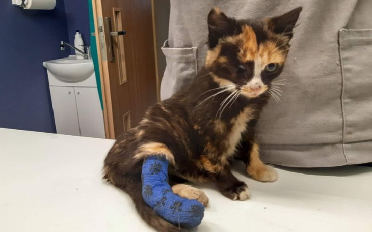 Zbiórka Pobita koteczka - zdjęcie główne