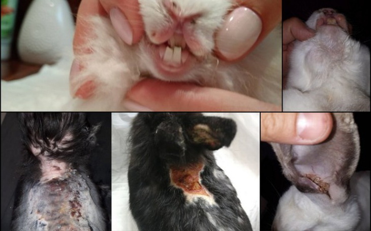 Zbiórka SPK Wrocław - koszty leczenia - zdjęcie główne