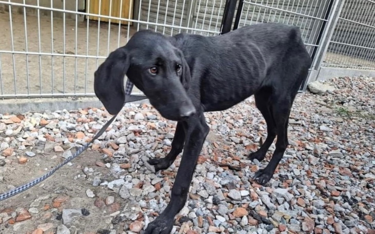 Chudy czarny pies stoi na zewnątrz, wygląda na zmartwionego.