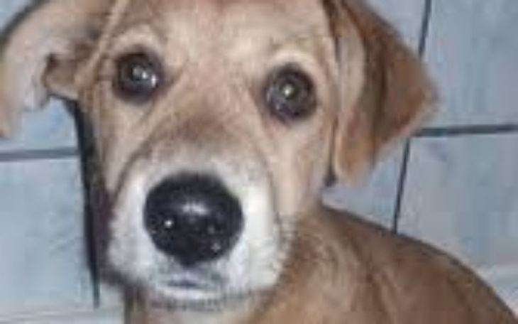 Zbiórka Na schronisko karme - zdjęcie główne