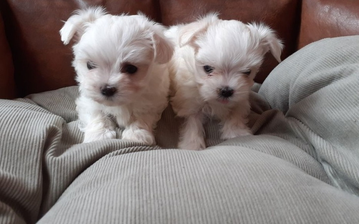 Zbiórka Potrzebna pomoc Maltańczykowi - zdjęcie główne