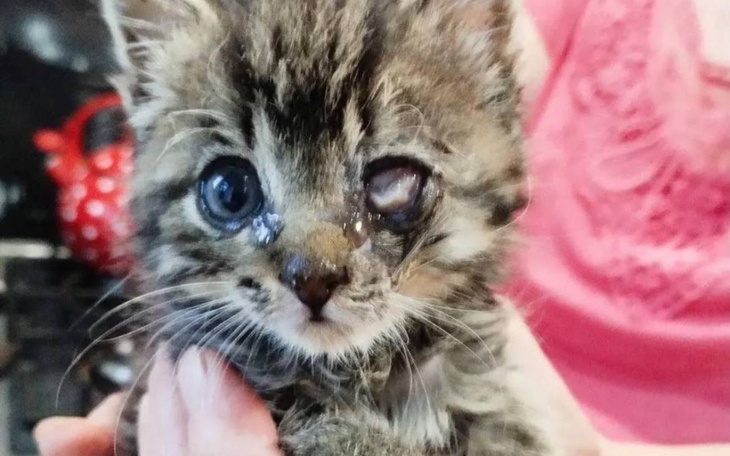 Kotek z uszkodzonym okiem, trzymany w dłoni.