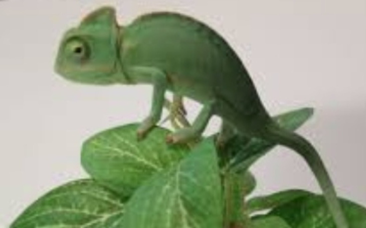 Zbiórka Zbieram na kameleona - zdjęcie główne