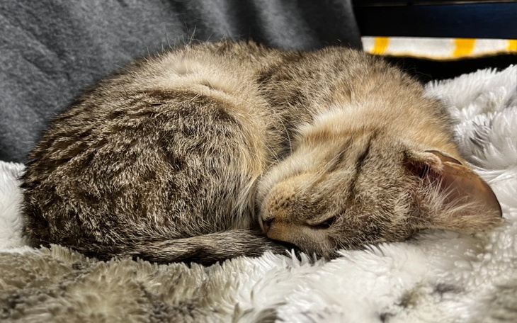 Zbiórka Mruczarnia kwiecień 2023 - zdjęcie główne