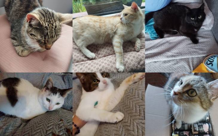 Zbiórka Profilaktyka i utrzymanie Kotów - zdjęcie główne