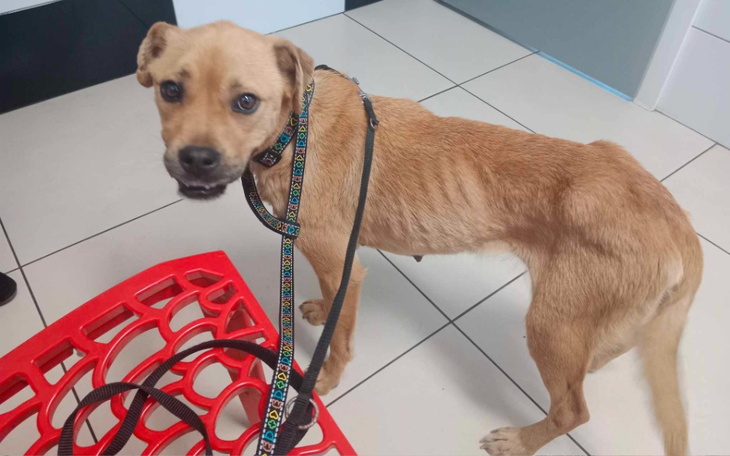 Zbiórka Leczenie i kastracja Belli - zdjęcie główne