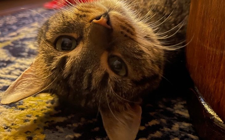 Zbiórka Fip u Frani - zdjęcie główne