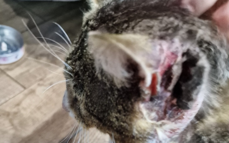 Zbiórka Kotek potrzebuje pomocy.. - zdjęcie główne