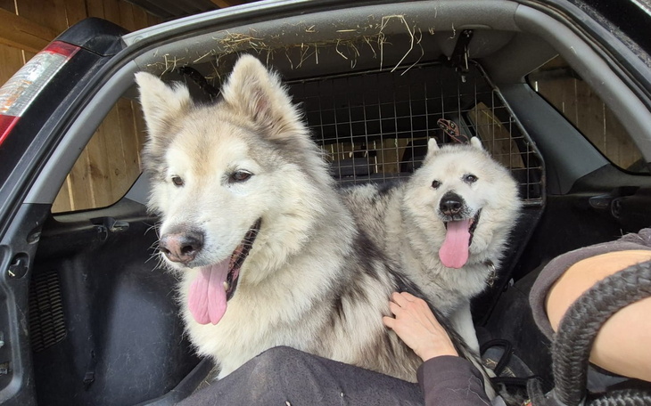 Dwa psy w samochodzie, uśmiechnięte i zrelaksowane.