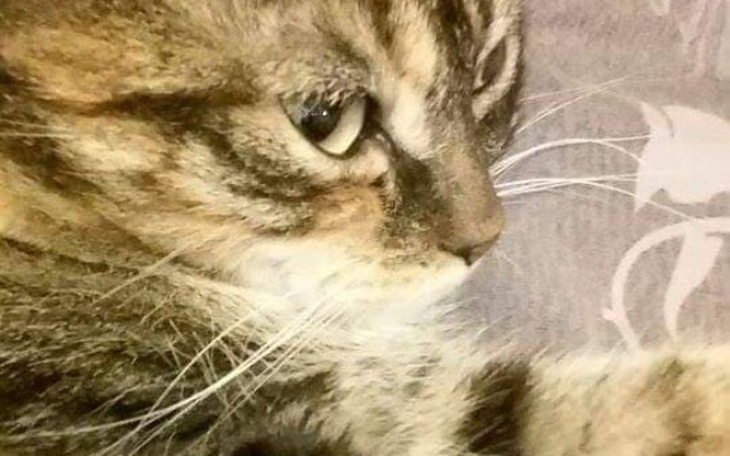 Zbiórka Szansa dla Dalnisi - zdjęcie główne