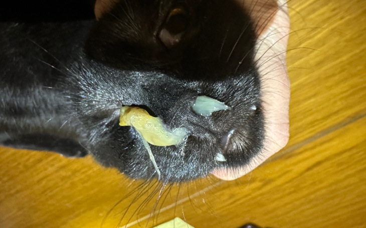 Czarny kot trzymany w ręce, z kawałkiem jedzenia w pysku.