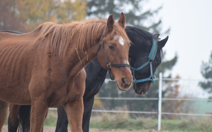 Zbiórka Nebulizator dla naszych pociech - zdjęcie główne