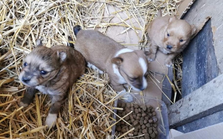 Zbiórka Ich los w waszych rękach - zdjęcie główne