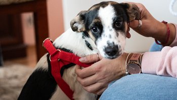 Zbiórka Szczeniaki potrzebują pomocy - miniaturka zdjęcia