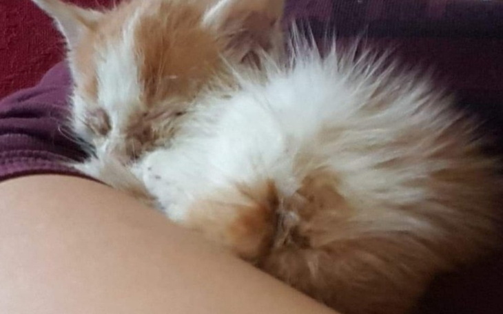 Zbiórka Ratunek dla porzuconego kociaka - zdjęcie główne