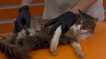 Zbiórka Rozpadające się ciało Danusi - miniaturka zdjęcia