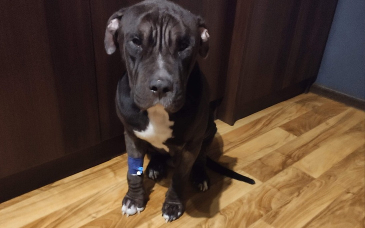 Zbiórka Zbieramy dla Venoma Pomóżmy - zdjęcie główne