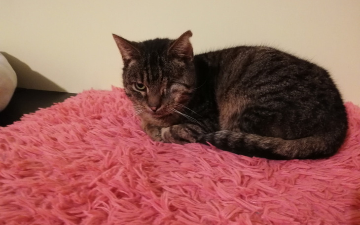 Zbiórka Szczepienie Pana Borysa - zdjęcie główne