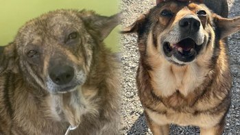 Zbiórka Kokoszek-wymaga-pilnej-operacji - miniaturka zdjęcia