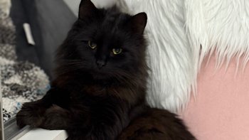 Zbiórka Bazarek KUBUŚ Koty Sieroty - miniaturka zdjęcia