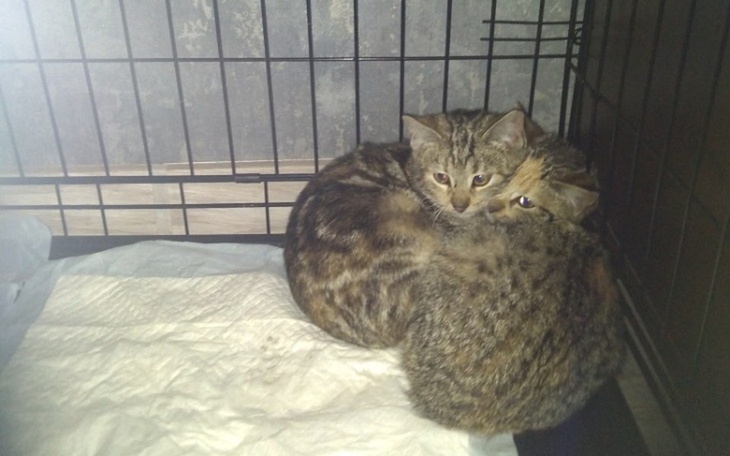 Zbiórka Walka z panleukopenia - zdjęcie główne