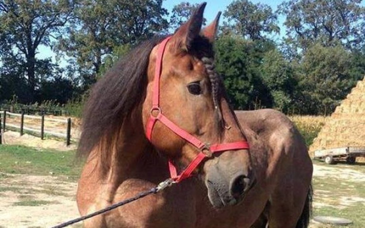 Zbiórka Schorowany Ivan błaga o pomoc - zdjęcie główne