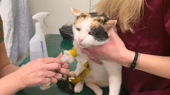 Zbiórka Na utrzymanie podopiecznych - miniaturka zdjęcia