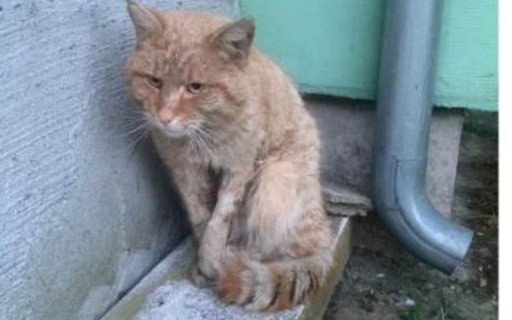 Zbiórka Ratujemy rozszarpanego kota - zdjęcie główne