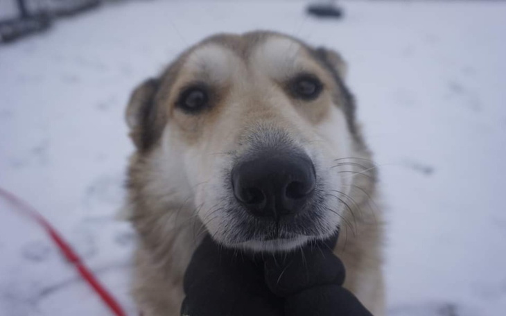 Pies z bliska, z wyrazem ufności i przyjaźni.