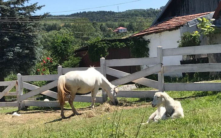 Zbiórka Na ogrodzenie dla koni, sianko - zdjęcie główne