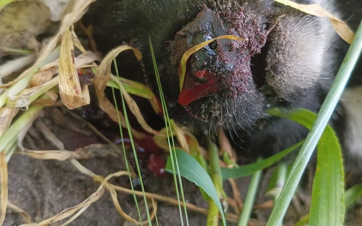 Zranione zwierzę leży w trawie, potrzebuje pomocy.