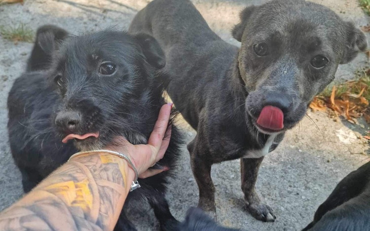 Zbiórka Jedna szansa dla 3 psów - zdjęcie główne