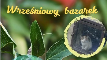 Zbiórka Wrześniowy Bazarek 25 - miniaturka zdjęcia