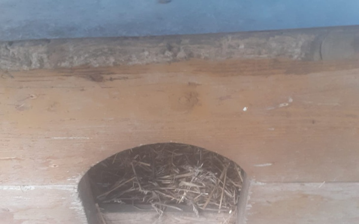 Zbiórka Na budy. Mam 11 psów i 10kotów. - zdjęcie główne