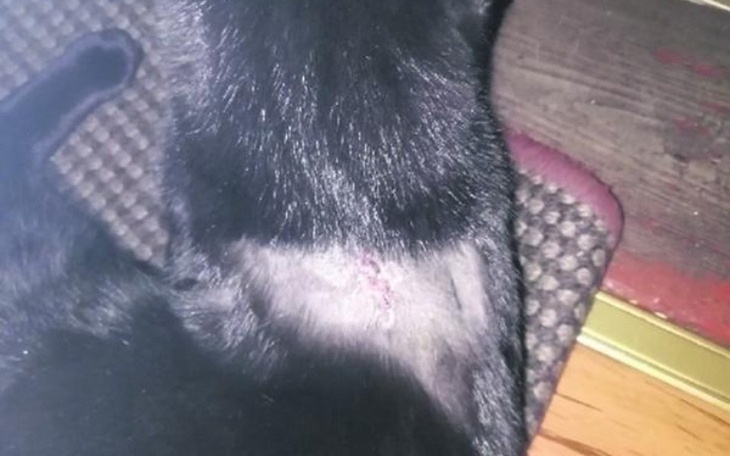 Zbiórka Na leczenie postrzelonego kota - zdjęcie główne