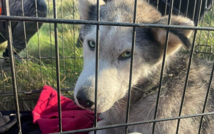 Zbiórka Uratuj Niunię - zdjęcie główne