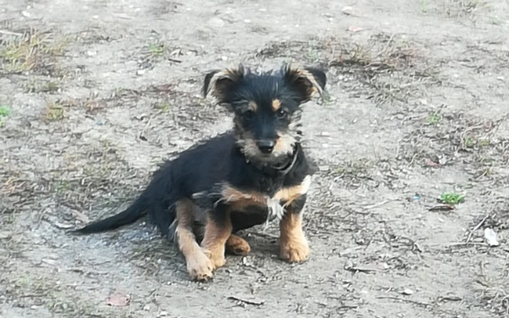 Zbiórka Proszę o pomoc dla Felka - zdjęcie główne