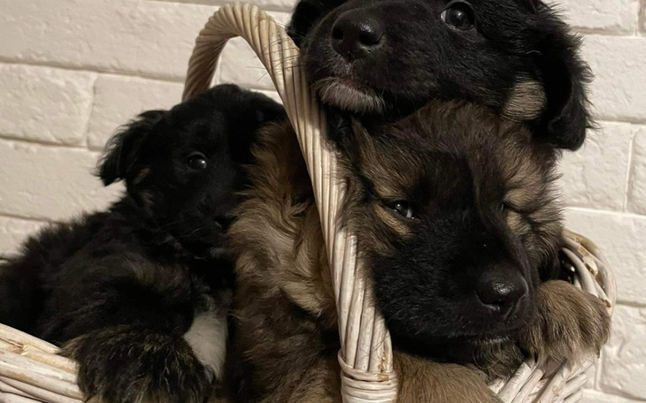 Zbiórka Zbieram na kojec dla piesków - zdjęcie główne