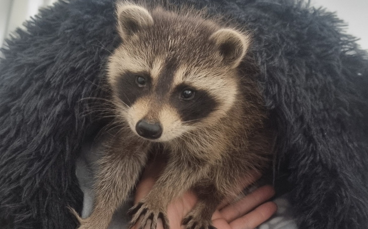 Mały szop pracz, wyglądający z miękkiego koca.