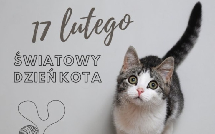 Kot z napisem 'Światowy Dzień Kota' na tle.
