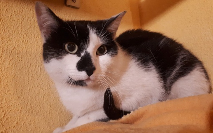 Zbiórka Joker - kotek z KSM-u - zdjęcie główne